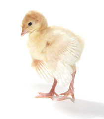 Young turkey on white background