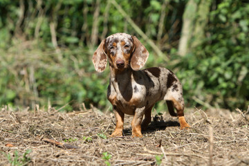 Berger Des Shetland Blue Merle Debout De Profil Wall Mural Wallpaper Murals Dogs