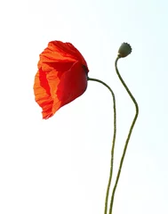 Poster de jardin Coquelicots Red poppy