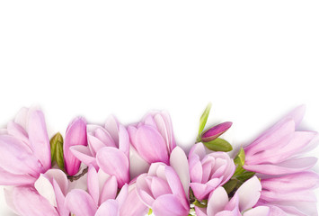 Border of fresh pink magnolia flowers