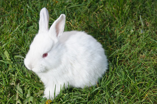 Frontal view of white bunny