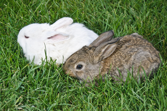 Bunny couple in grass