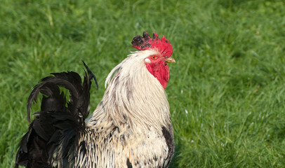 Rooster