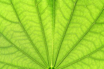 Fototapeta na wymiar Leaf vein for backgrounds