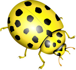 Zweiundzwanzigpunkt-Marienkäfer