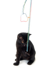 Black kitten playing with yarn