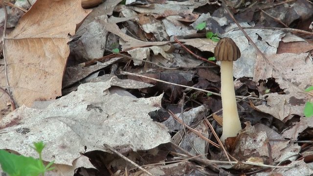 A long necked half-free morel growing in the woods