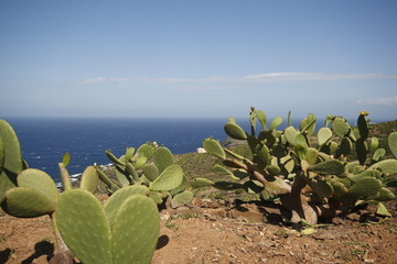 fichi d'india pantelleria