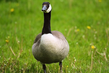 Goose Portrait