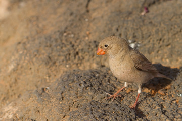 Trumpeter Finch