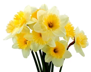 Crédence de cuisine en verre imprimé Narcisse Bouquet de narcisses