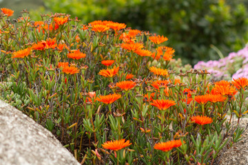 petites fleurs de printemps en corse