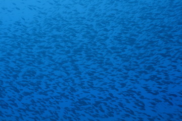 branco corvine pesce azzurro