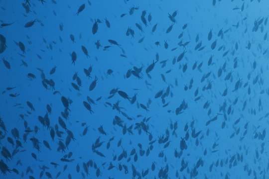 baranco corvine pesce azzurrro