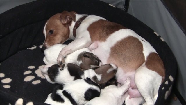 Jack Russel Welpen