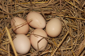 Eggs