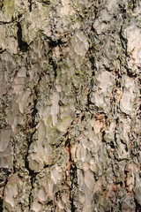 Tree Trunk in Shadow 1