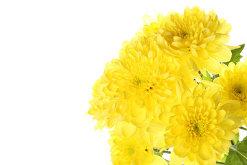 Yellow chrysanthemums
