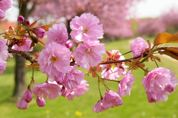 Kirschblüte im Sonnenschein