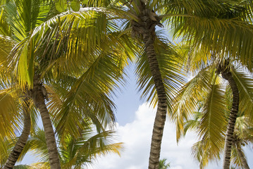 Palms