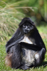 Colombian spider monkey