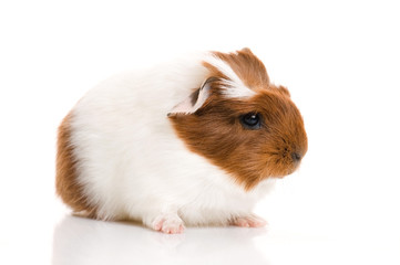 baby guinea pig