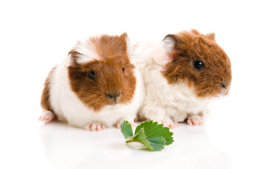 baby guinea pigs