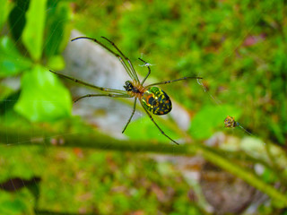 Araña
