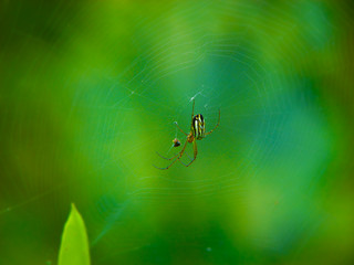 Araña en telaraña