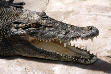 Australian Saltwater Crocodile