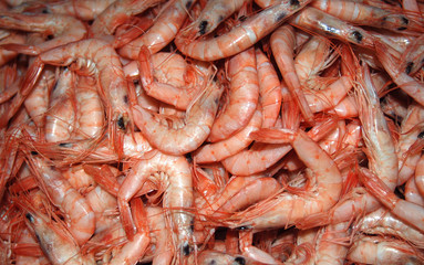 MARISCO, GAMBAS