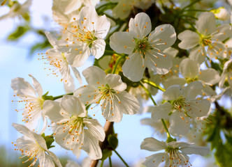 White cherry flowers