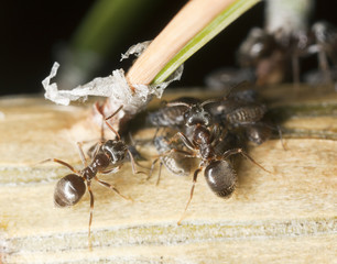 Black ants feeding on aphids, extreme close up