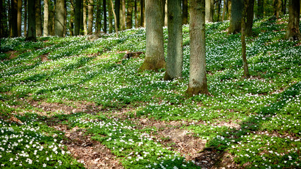 Path in forest with windflower.