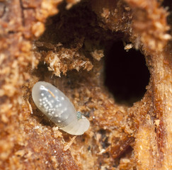 Ant larva feeding on arthropod