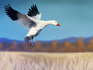 digital painting of a white snow goose in flight © Aaron Rutten