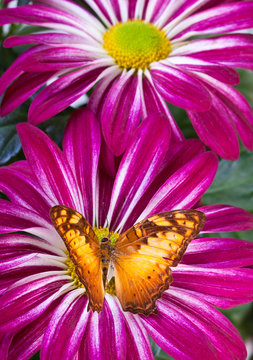 Vagrans egista macromalayana Butterfly