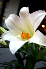 Fototapeta na wymiar White Lily w mieście
