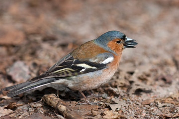 chaffinch eats a sunflower seed