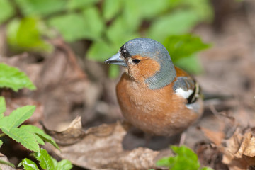 Portrait of the chaffinch