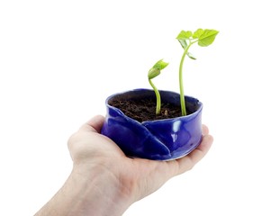 A hand holding out a small blue pot with two young plants