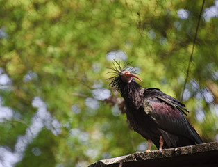 Close up of rare bald ibis bird in captivity on breeding program