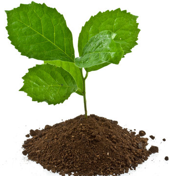 plantule