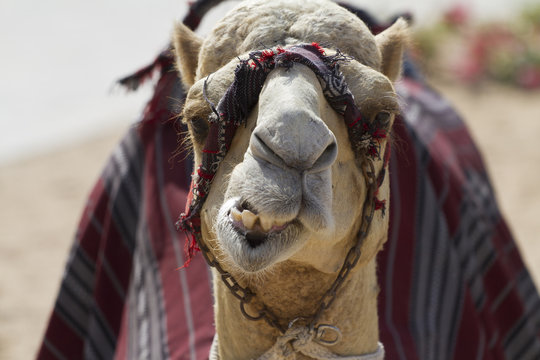 funny camel in desert