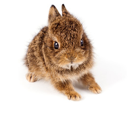 Obraz premium Wild rabbit