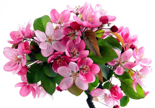 pink flowers of blooming decorative tree blooming