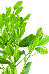 branche fleurie de ravensara, ravensare aromatique