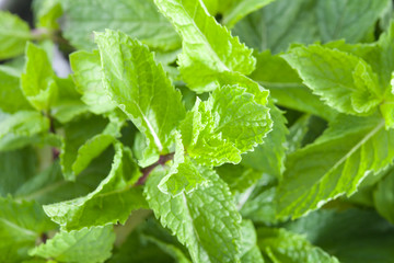 Fresh mint leaves
