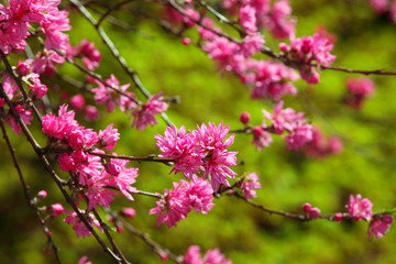 菊桃 (東京・五条天神)