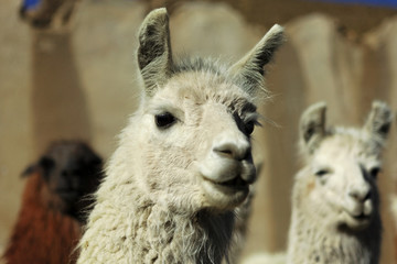 Obraz premium Lamas dans la pampa Argentine (NOA)